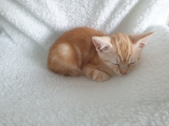 Photo thread for kittens!