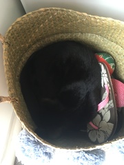 Does your cat follow the “if I fits, I sits” rule?
