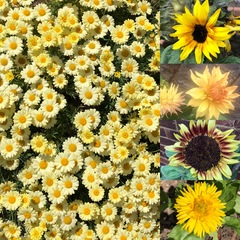 What's looking good in your garden at the moment?