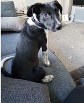 Puppy survival thread *September!*
