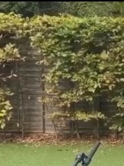 What hedge is this?