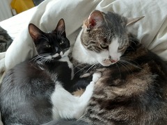 AIBU to show you my new kittens?