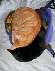 Does your cat follow the “if I fits, I sits” rule?