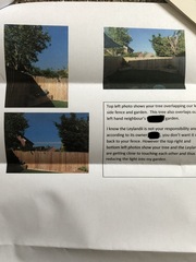 Neighbourly dispute over trees