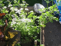 Coriander