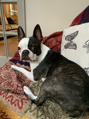 Rescuing dog on Saturday please help