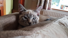AIBU to show you my new kittens?