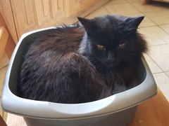 Does your cat follow the “if I fits, I sits” rule?