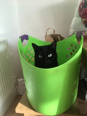 Does your cat follow the “if I fits, I sits” rule?