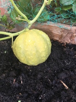 Allotment/Veg Patch Thread 16  Weather weirdness prevails !