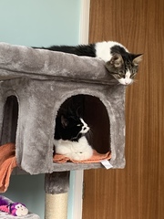 There are no rescue kittens