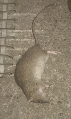 Giant dead rat - warning: includes images