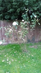 Rose bush help