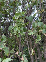 Anyone good at identifying trees?...