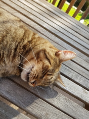 Thug cat part 3.  Unbidden guests are often welcomest when they are gone.