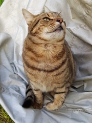 Thug cat part 3.  Unbidden guests are often welcomest when they are gone.