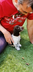 Puppy survival thread *September!*
