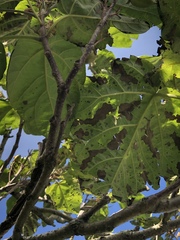 Sickly Paulownia tree ( foxglove tree)- any thoughts?