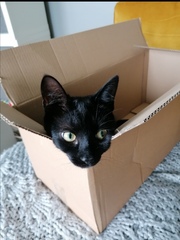 Does your cat follow the “if I fits, I sits” rule?