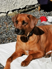 Describe your dog and let us guess the breed.