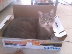 Does your cat follow the “if I fits, I sits” rule?