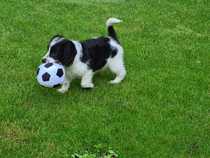 Puppy survival thread *September!*