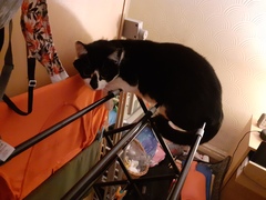 How long do your cats spend asleep in daft places?