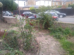 Front garden hedge help!