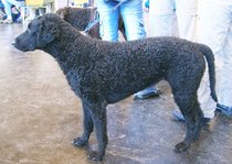 What's your fantasy impractical/obscure dog breed?