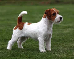 Can anyone recommend me a nice family dog breed?