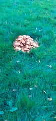 Anyone know mushrooms