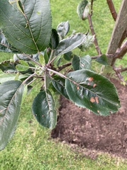 Something up with my apple tree :-(