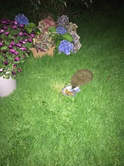 Hedgehog advice