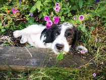 Puppy survival thread *September!*