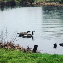 A duck has taken residence in our back garden