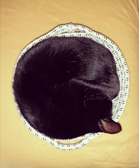 Does your cat follow the “if I fits, I sits” rule?