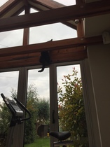 Lovely cat turned psycho cat today!