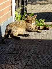 Thug cat part 3.  Unbidden guests are often welcomest when they are gone.