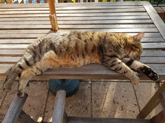 Thug cat part 3.  Unbidden guests are often welcomest when they are gone.
