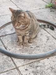 Thug cat part 3.  Unbidden guests are often welcomest when they are gone.