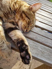 Thug cat part 3.  Unbidden guests are often welcomest when they are gone.
