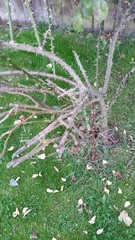 Rose bush help