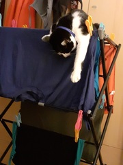 How long do your cats spend asleep in daft places?