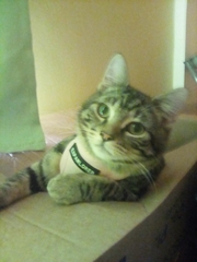Have you ever watched a kitten try to eat a Wotsit