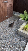 A duck has taken residence in our back garden