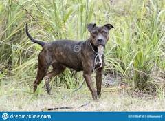 Reporting dangerous dogs?