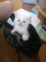 I'm going to be a foster mum (granny?)!