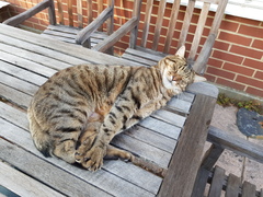 Thug cat part 3.  Unbidden guests are often welcomest when they are gone.