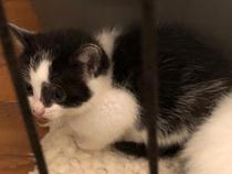 Getting 2 kittens in 3 weeks - looking for advice