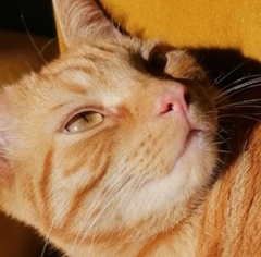 Noses.